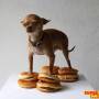 burgerdog.jpg