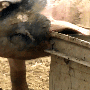 grizzled_hog.gif